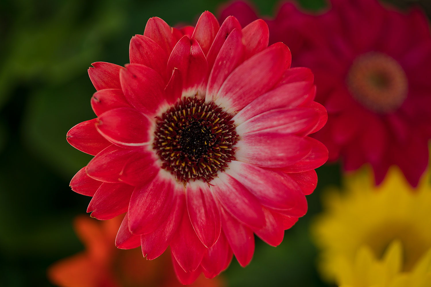 2018-04-11-gv-gerber-mi75-40-a7r3_0739