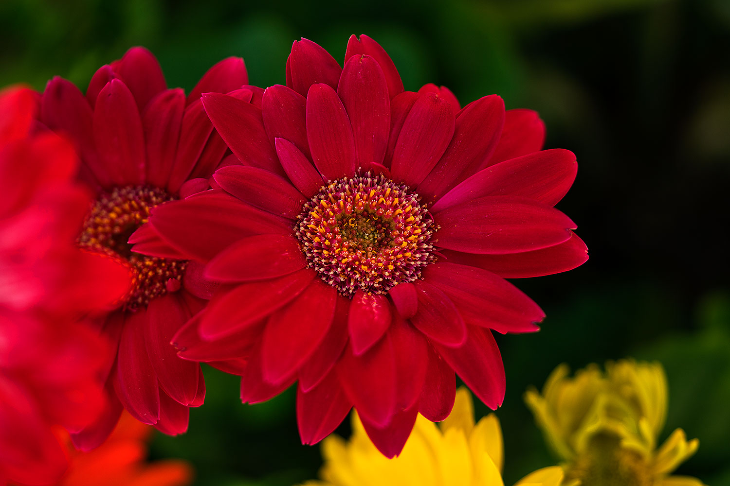 2018-04-11-gv-gerber-mi75-42-a7r3_0741