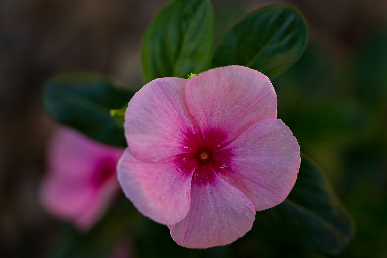 2018-04-11-gv-vinca-mi75-4-a7r3_0743