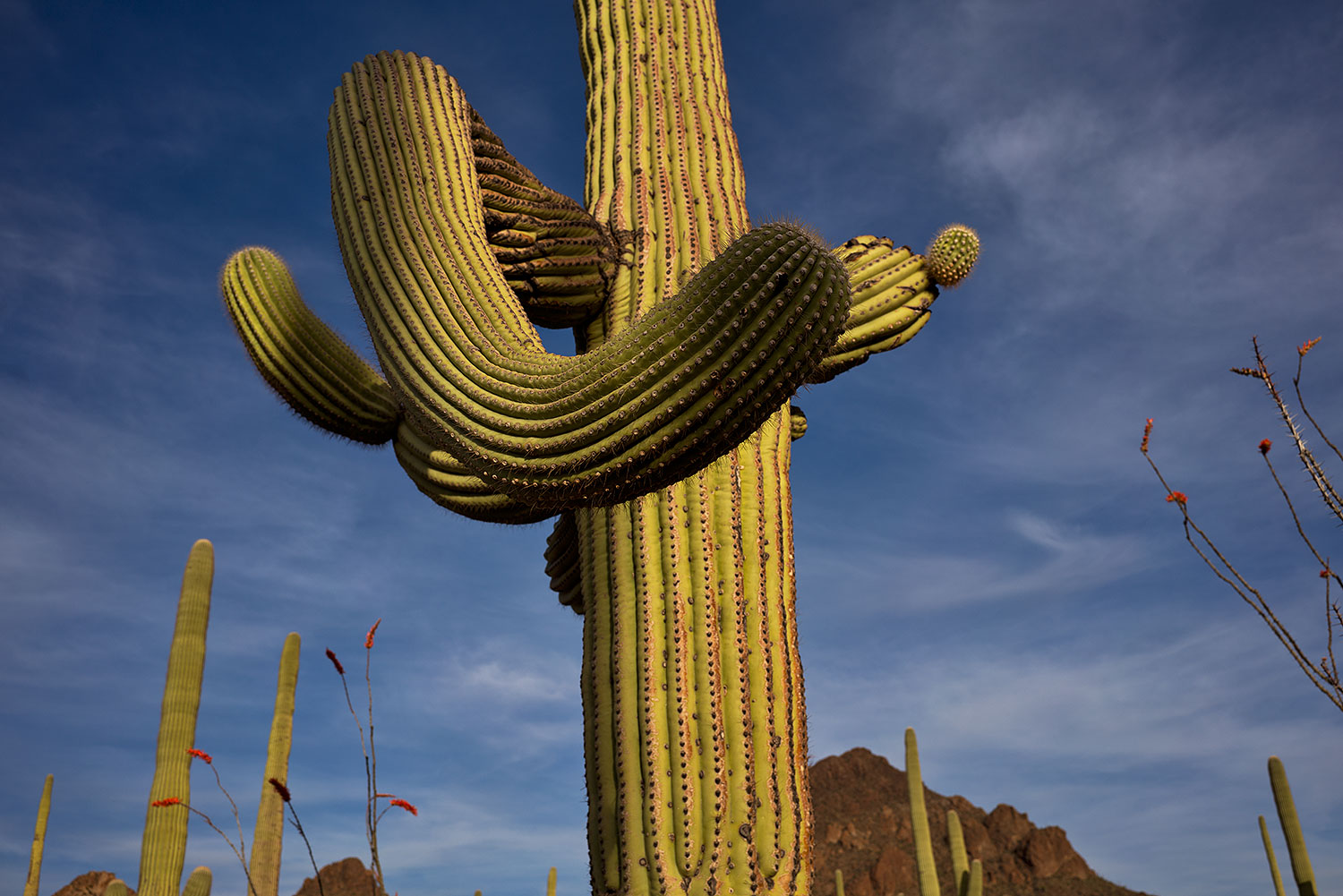 2018-04-11-tuc-mtns-cactus-mi1-a7r3_0775