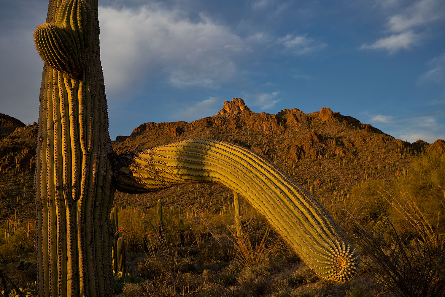 2018-04-11-tuc-mtns-cactus-mi77-1-2-a7r3_0810