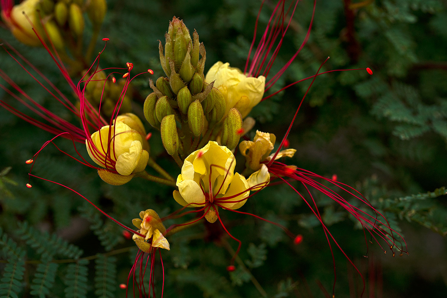 2018-04-21-gv-bird-par-mi1-6-a7r3_1355