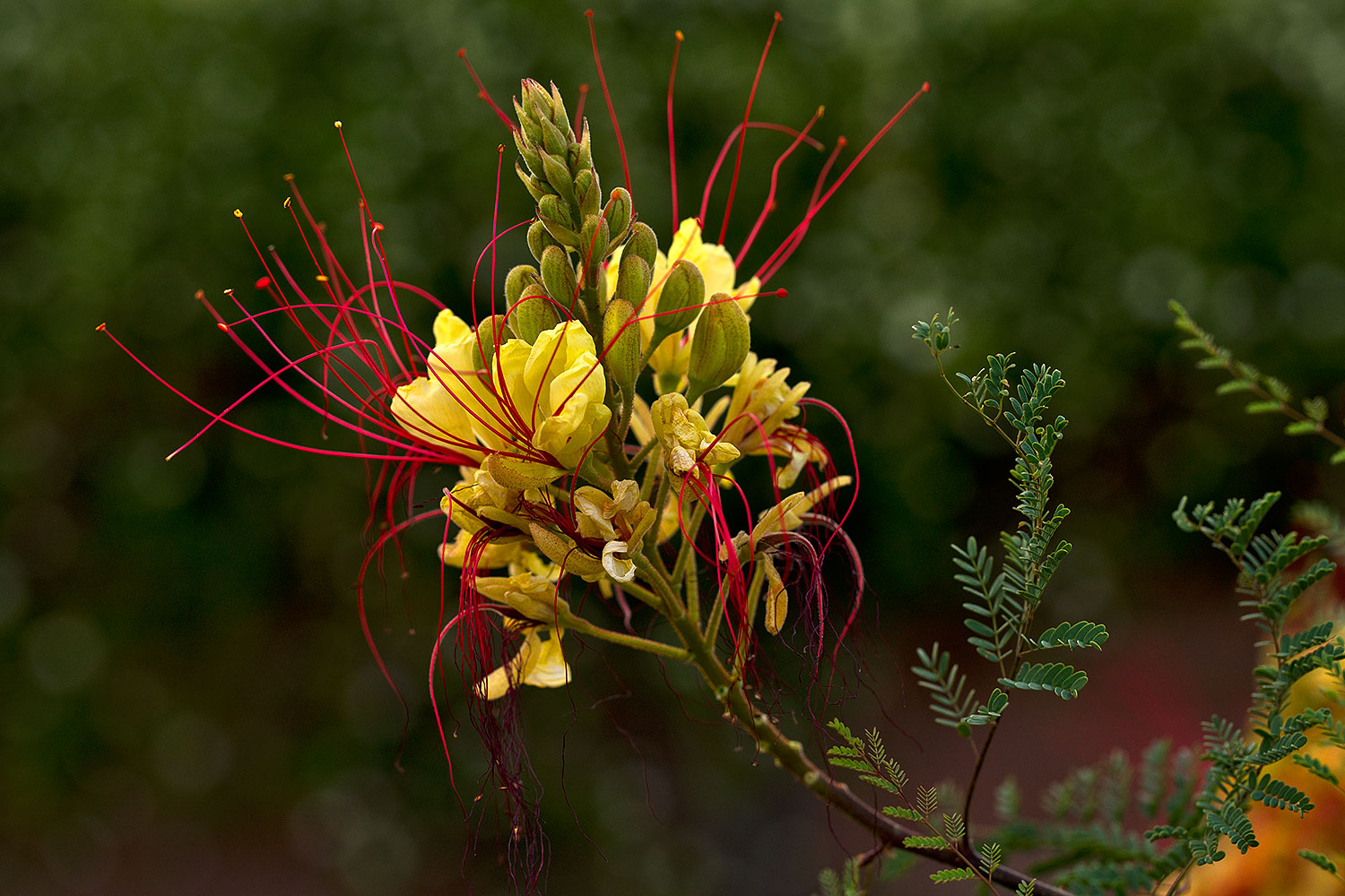 2018-04-21-gv-bird-par-mi1-a7r3_1347