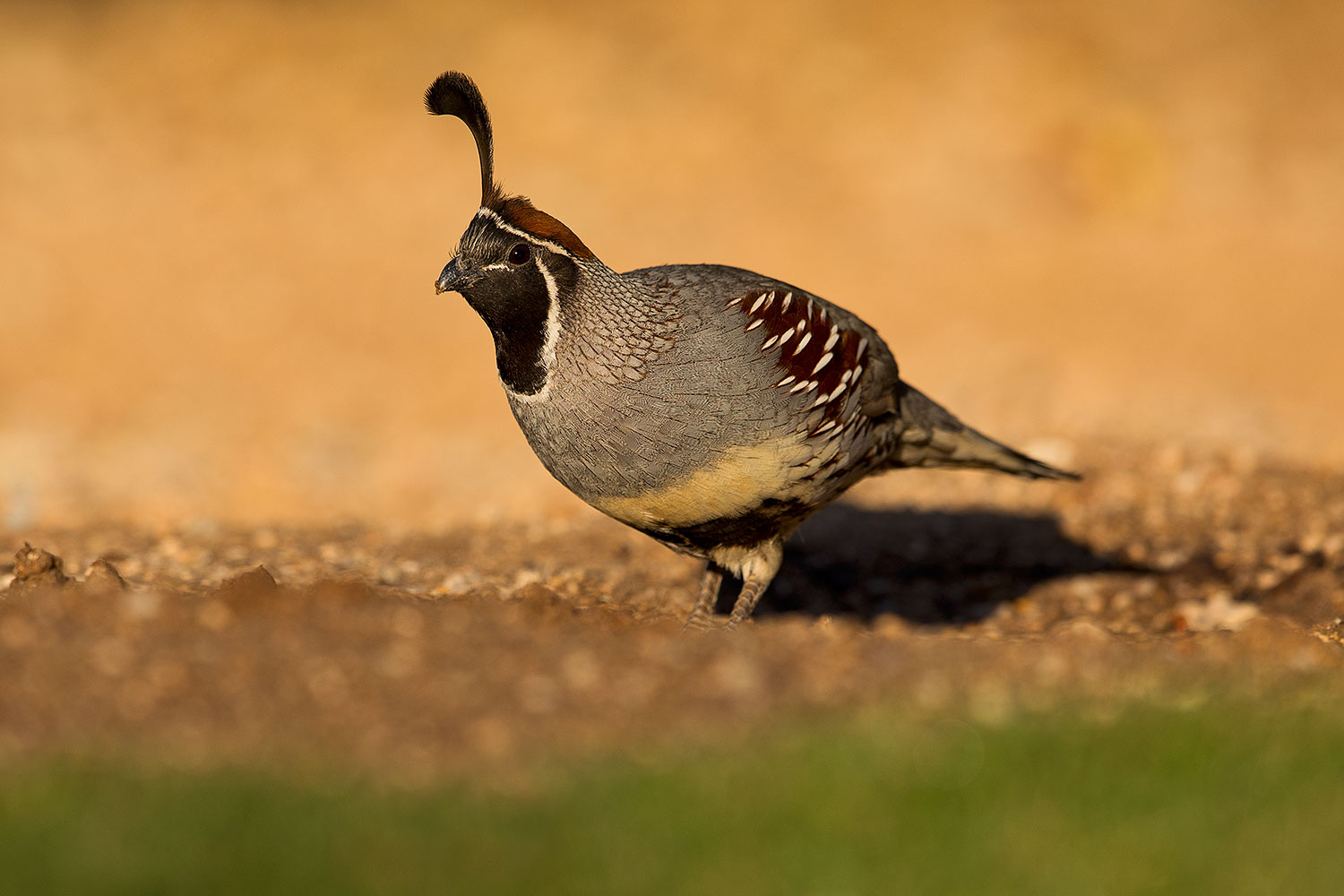 2018-05-11-gv-quail-viv1-5d4_0030
