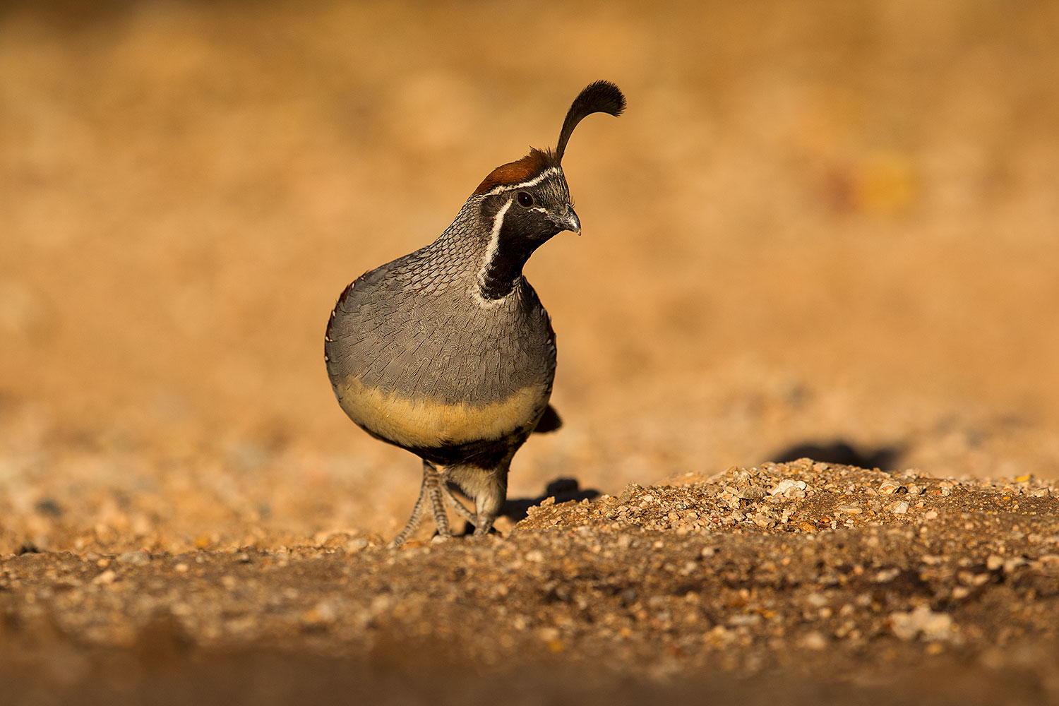 2018-05-11-gv-quail-viv1-5d4_0041