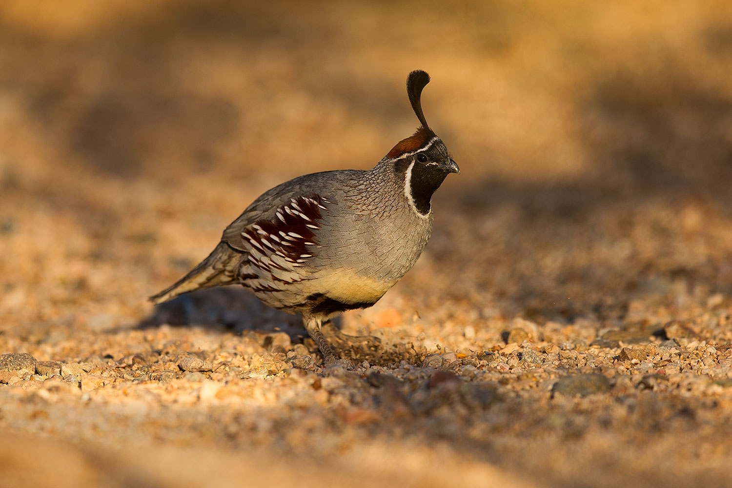 2018-05-11-gv-quail-viv1-5d4_0119