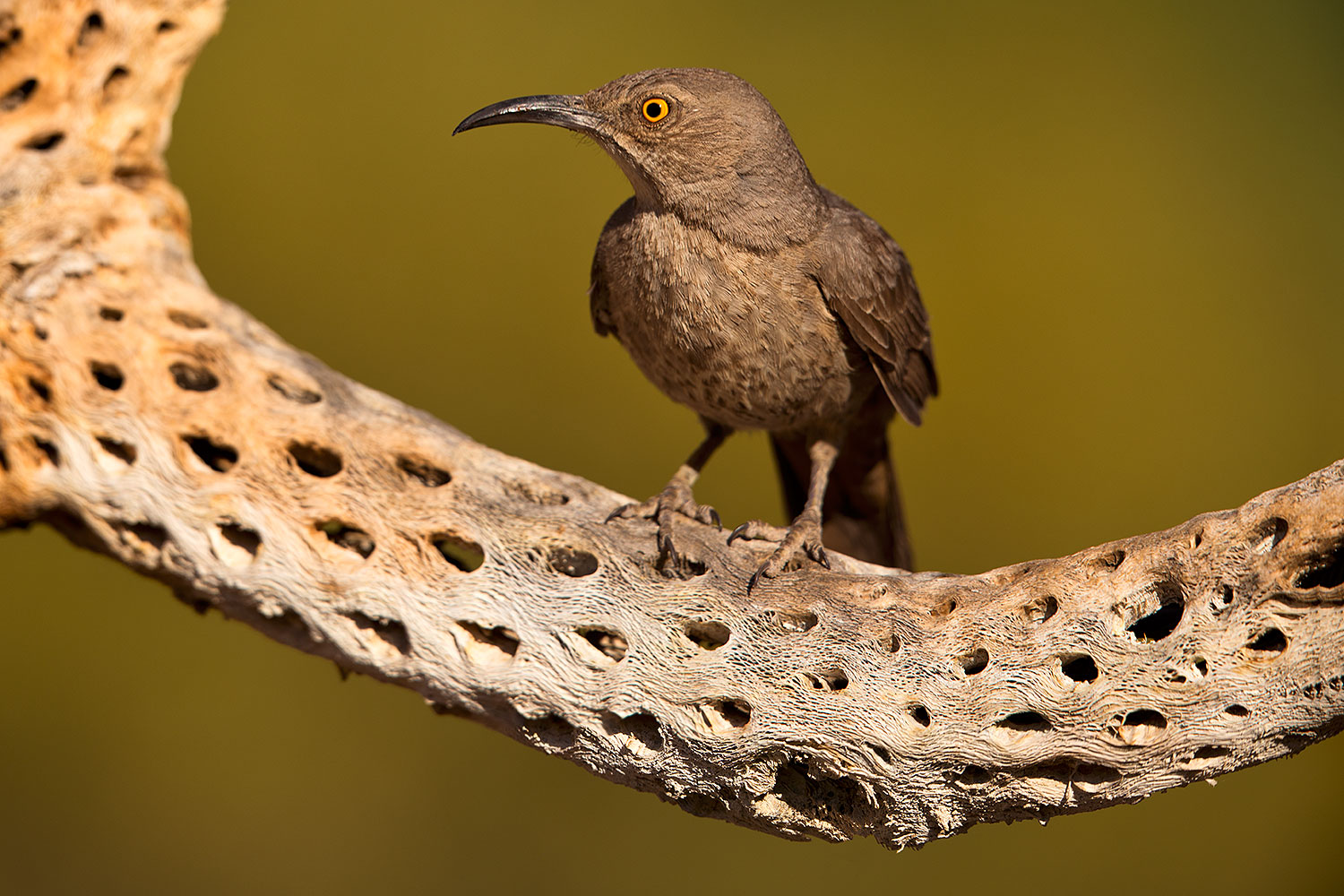 2018-05-21-gv-thrasher-viv77-3-5d4_4371