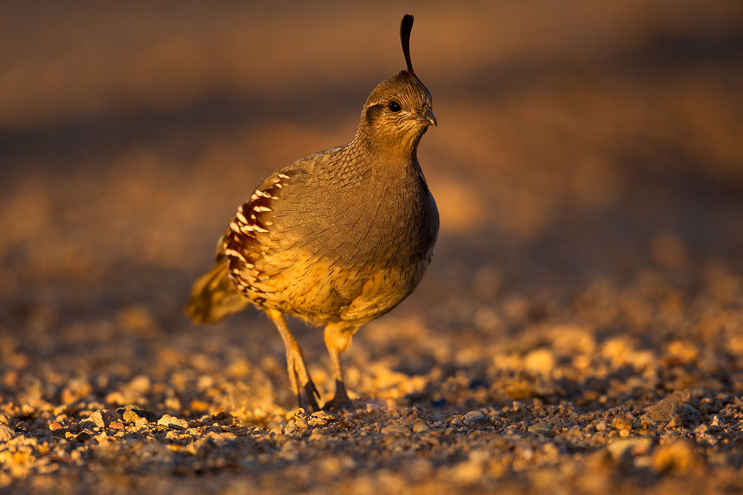 2018-05-22-gv-quail-viv77-5d4_4828