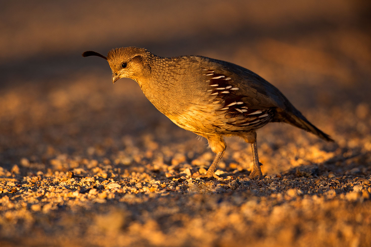 2018-05-22-gv-quail-viv77-5d4_4831
