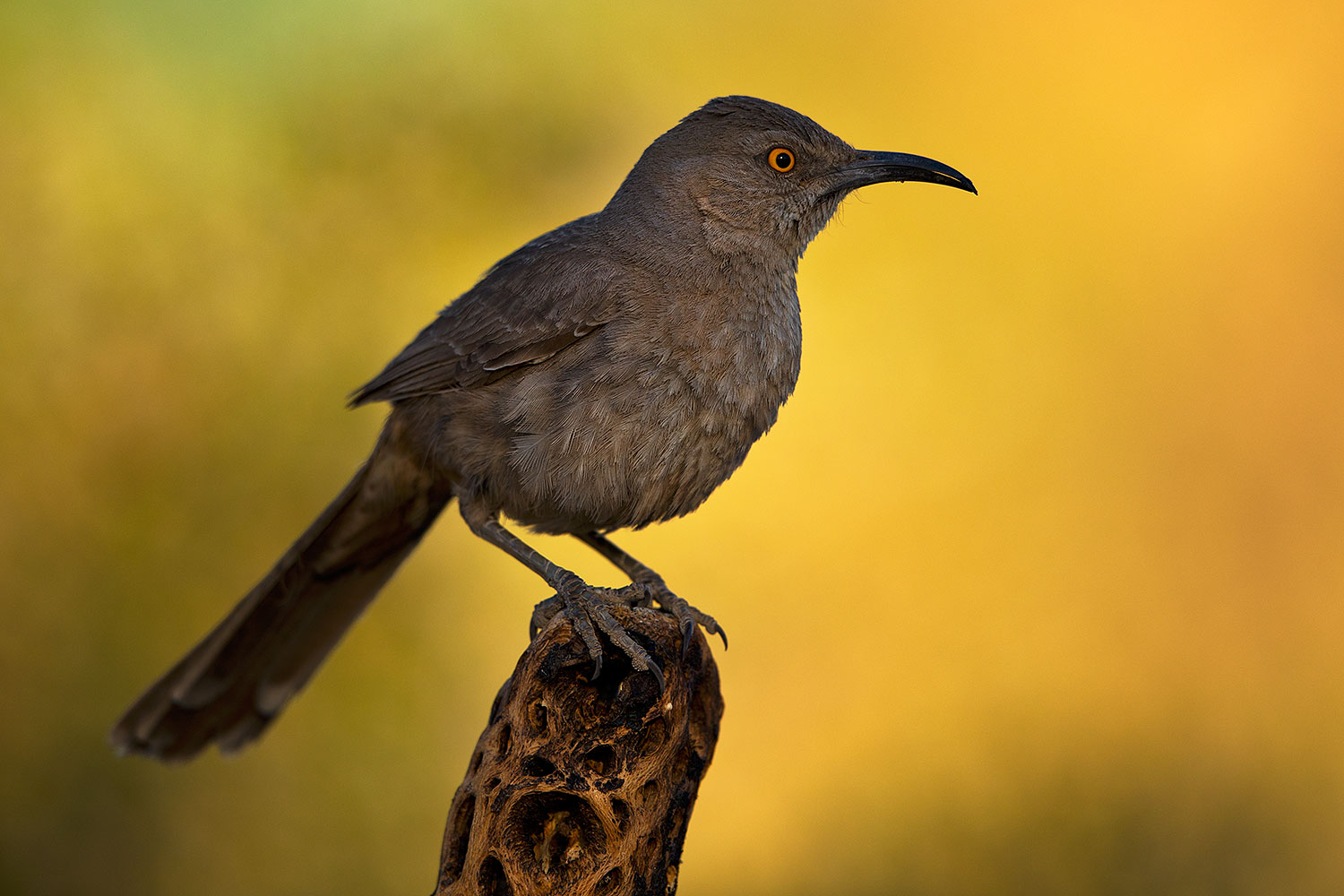 2018-05-24-gv-thrasher-viv77-5d4_5467