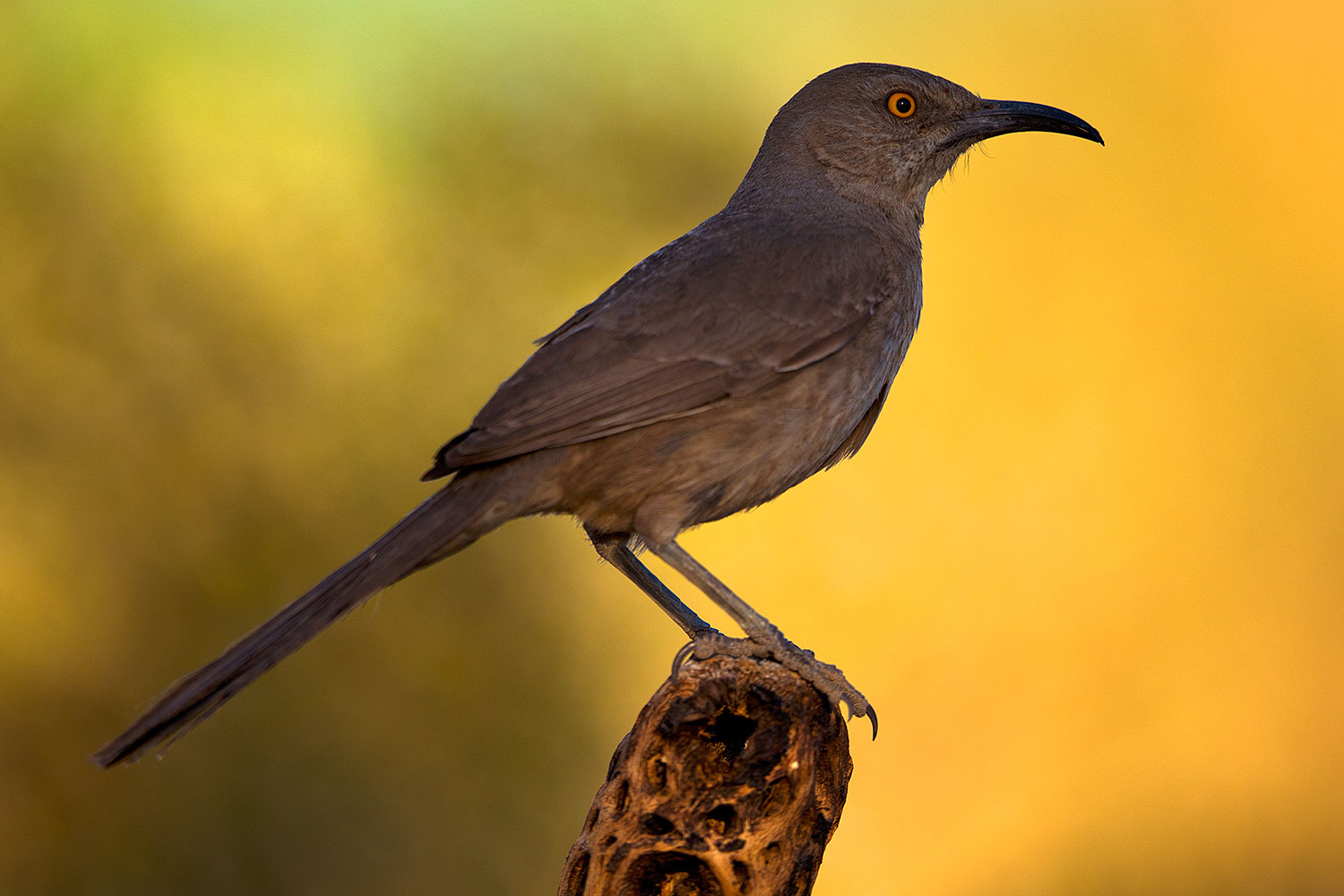 2018-05-24-gv-thrasher-viv77-5d4_5527