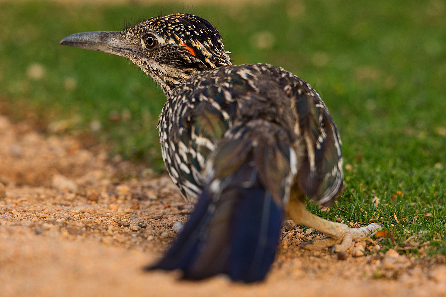 2018-05-25-gv-roadrunner-viv1-5d4_6190