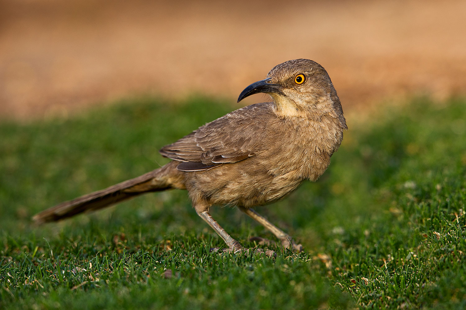 2018-05-25-gv-thrasher-mi1-5d4_6080