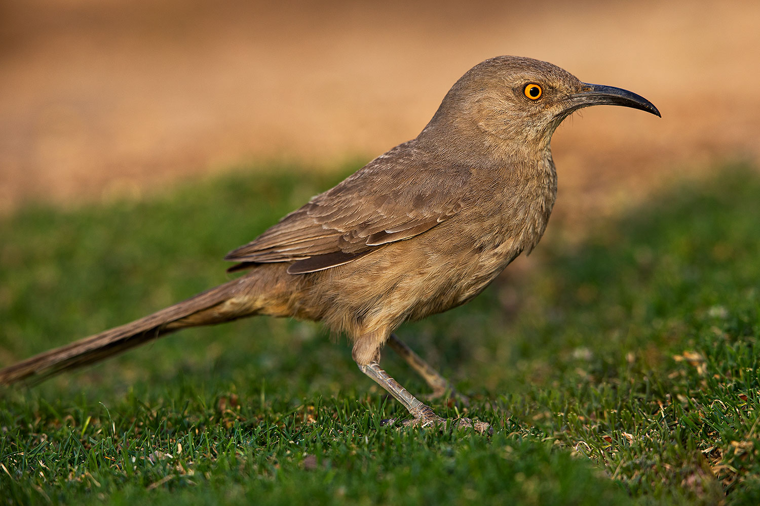 2018-05-25-gv-thrasher-viv1-5d4_6071