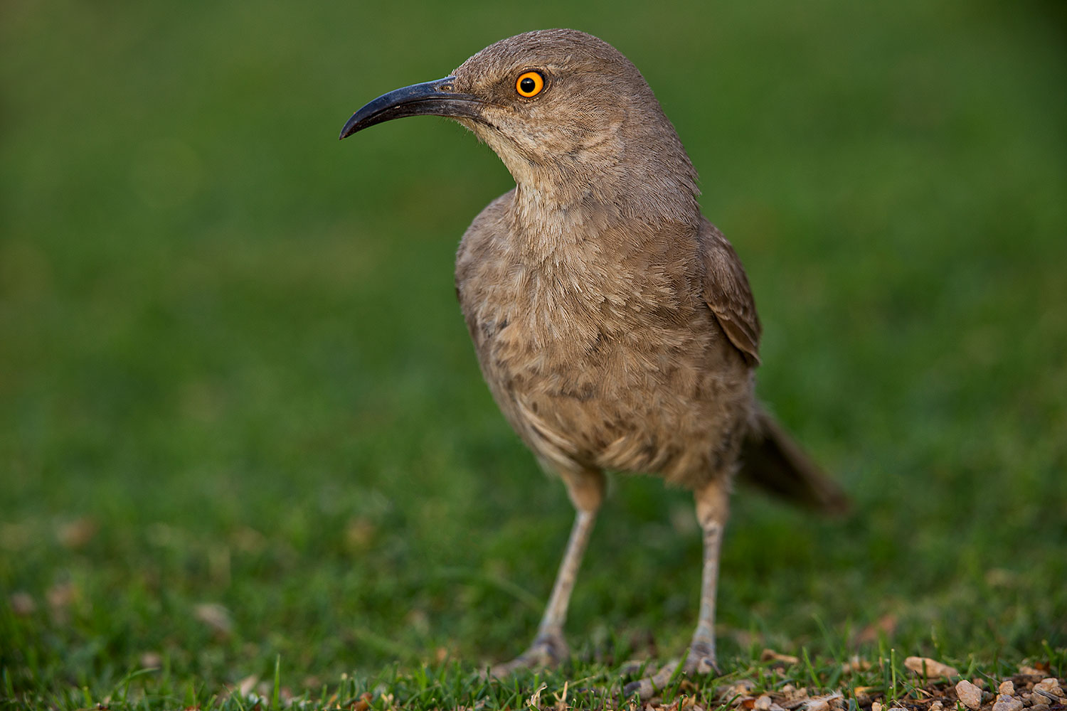 2018-05-25-gv-thrasher-viv1-5d4_6097