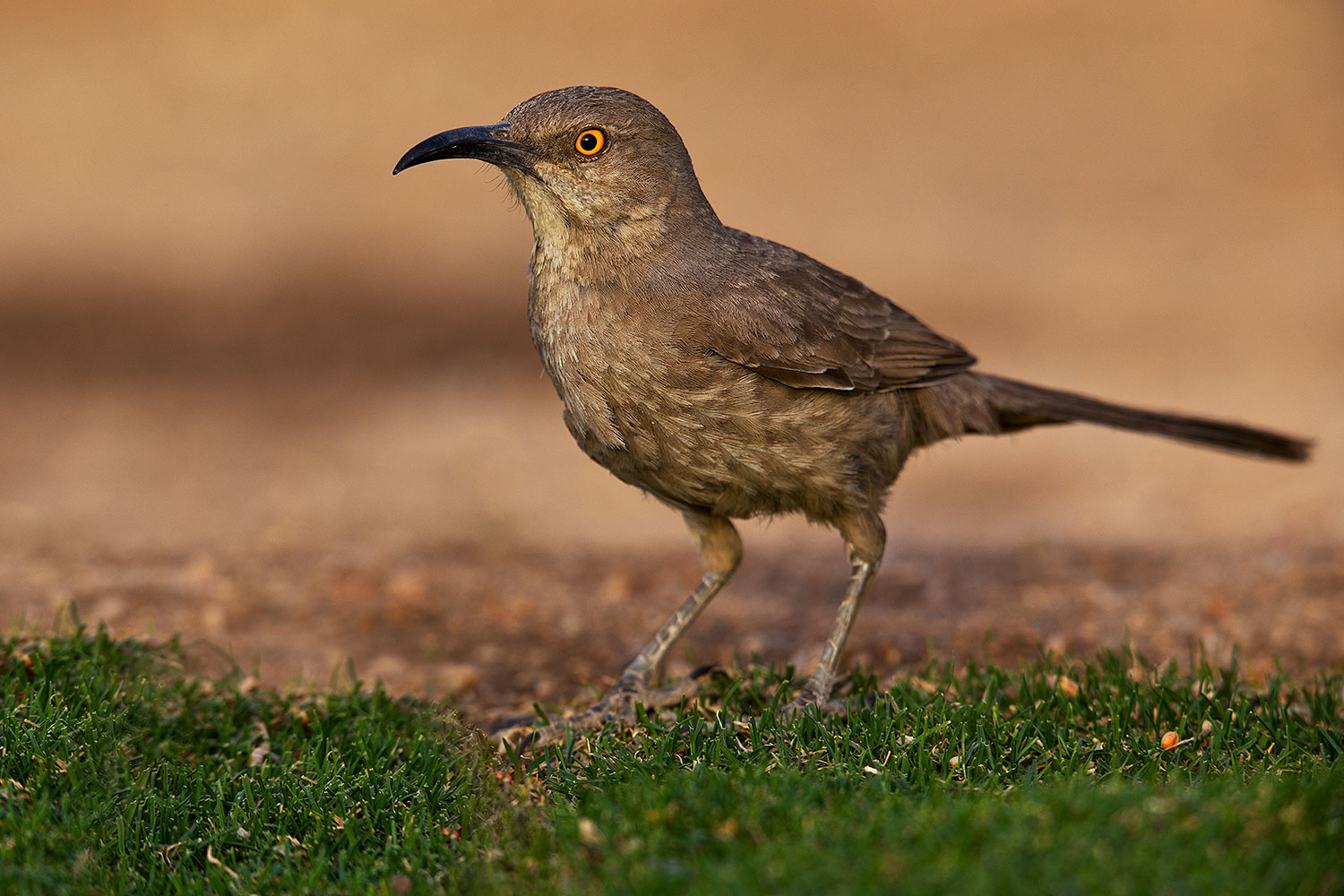 2018-05-25-gv-thrasher-viv1-5d4_6102