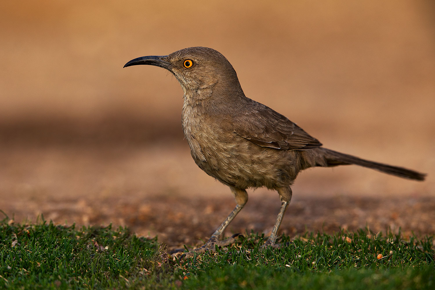 2018-05-25-gv-thrasher-viv1-5d4_6104