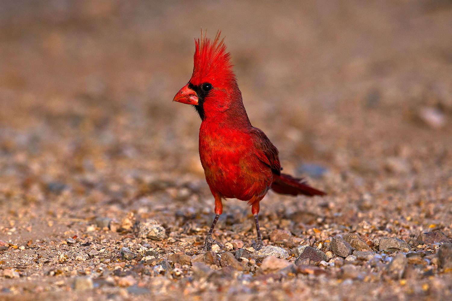 2018-05-26-gv-cardinal-viv77-5d4_6338