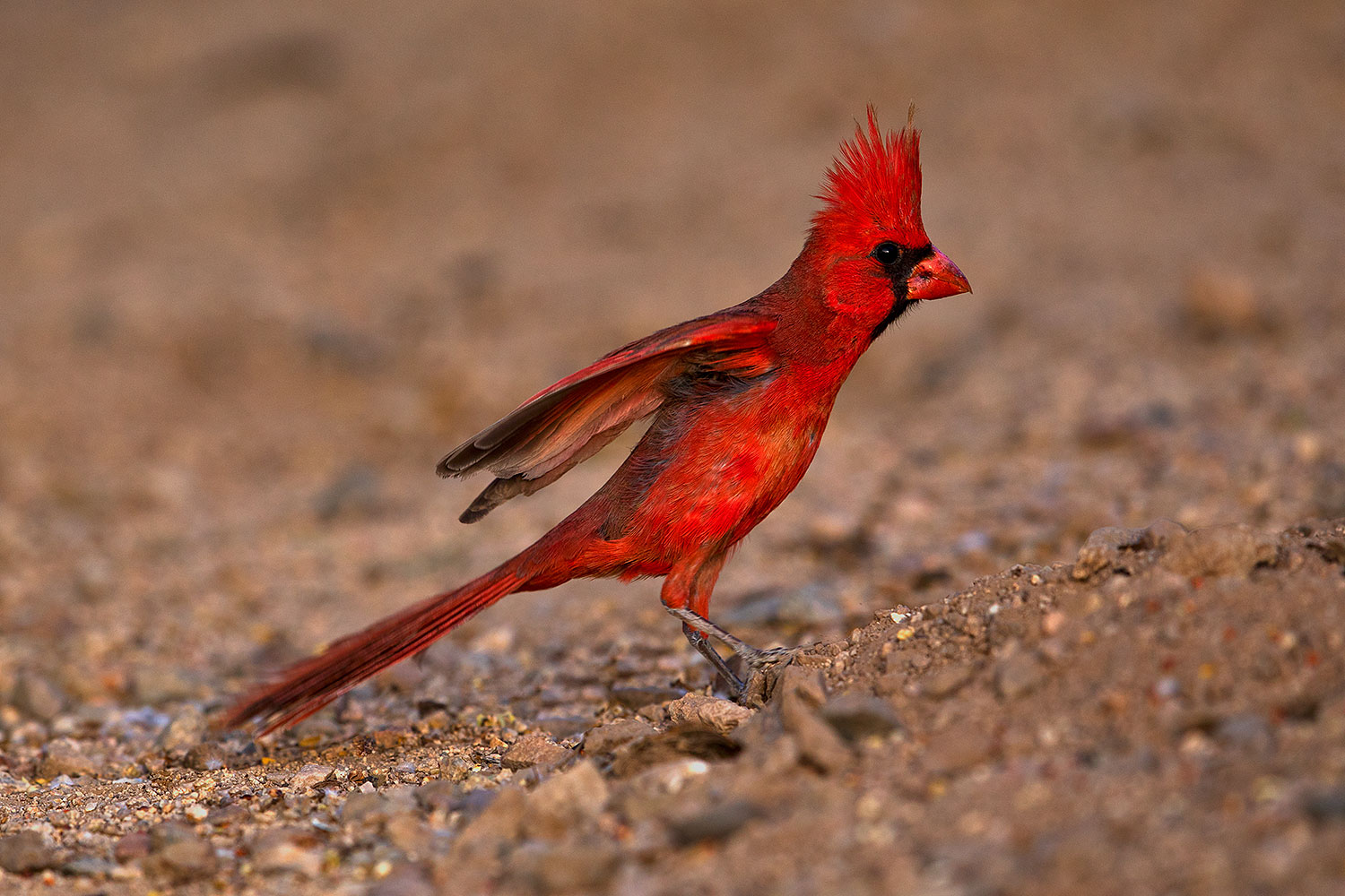 2018-05-26-gv-cardinal-viv77-5d4_6434