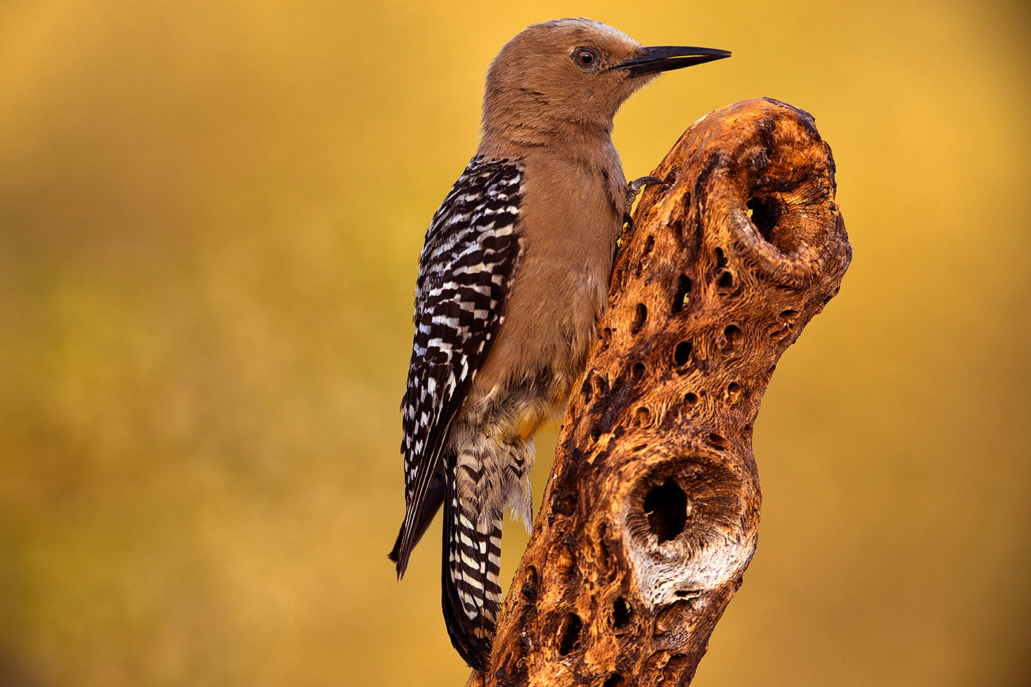 2018-05-26-gv-woodpecker-viv77-5d4_6232