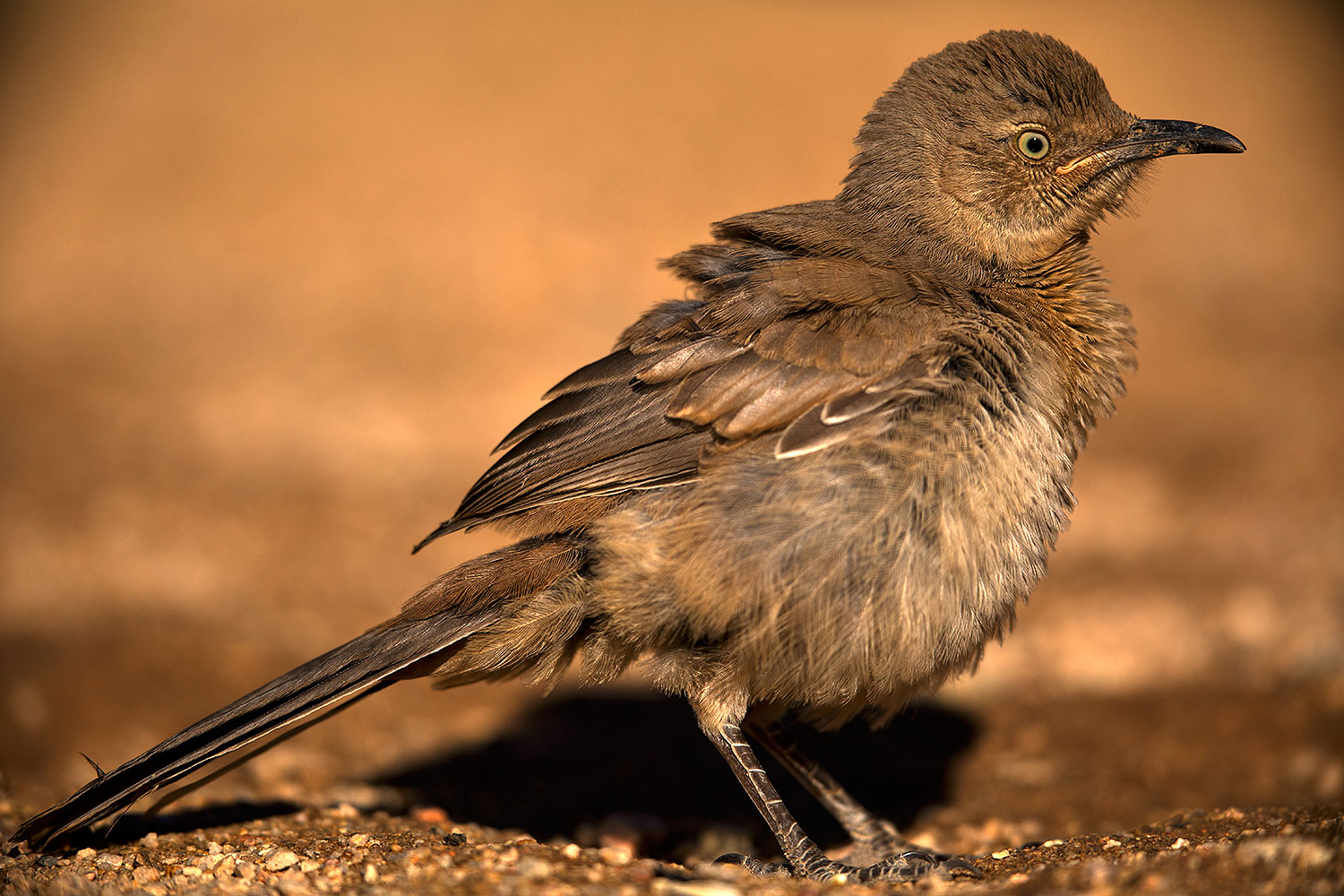 2018-05-31-gv-thrasher-baby-viv77-5d4_7618