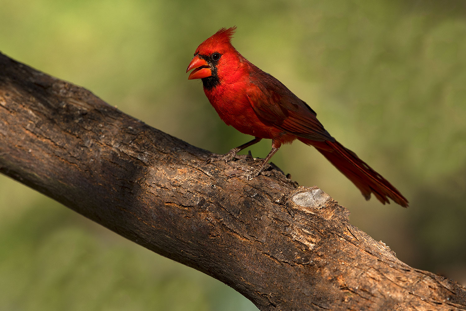 2018-06-03-gv-cardinal-viv50-5d4_8172