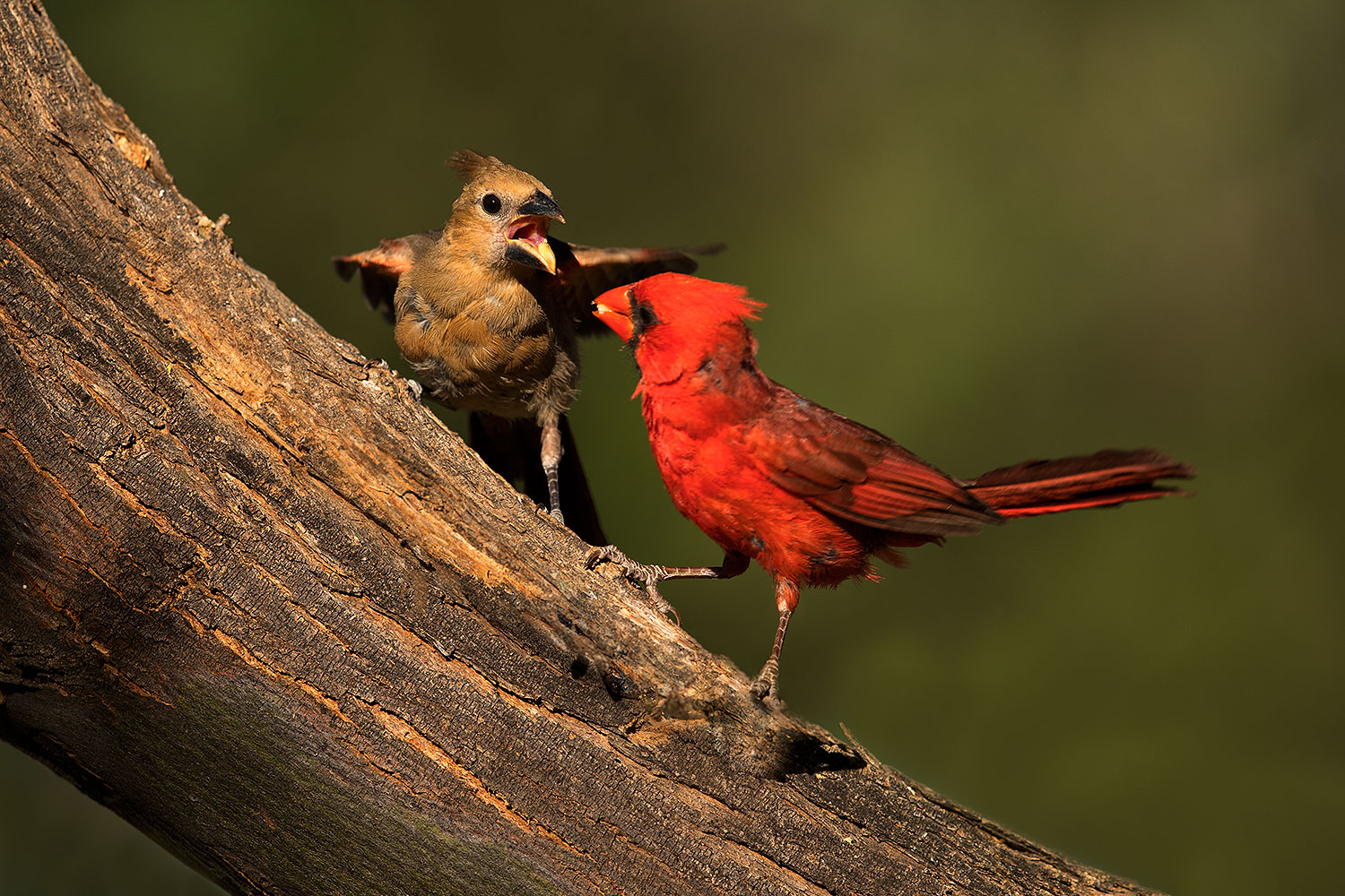 2018-06-03-gv-cardinals-viv50-5d4_8211