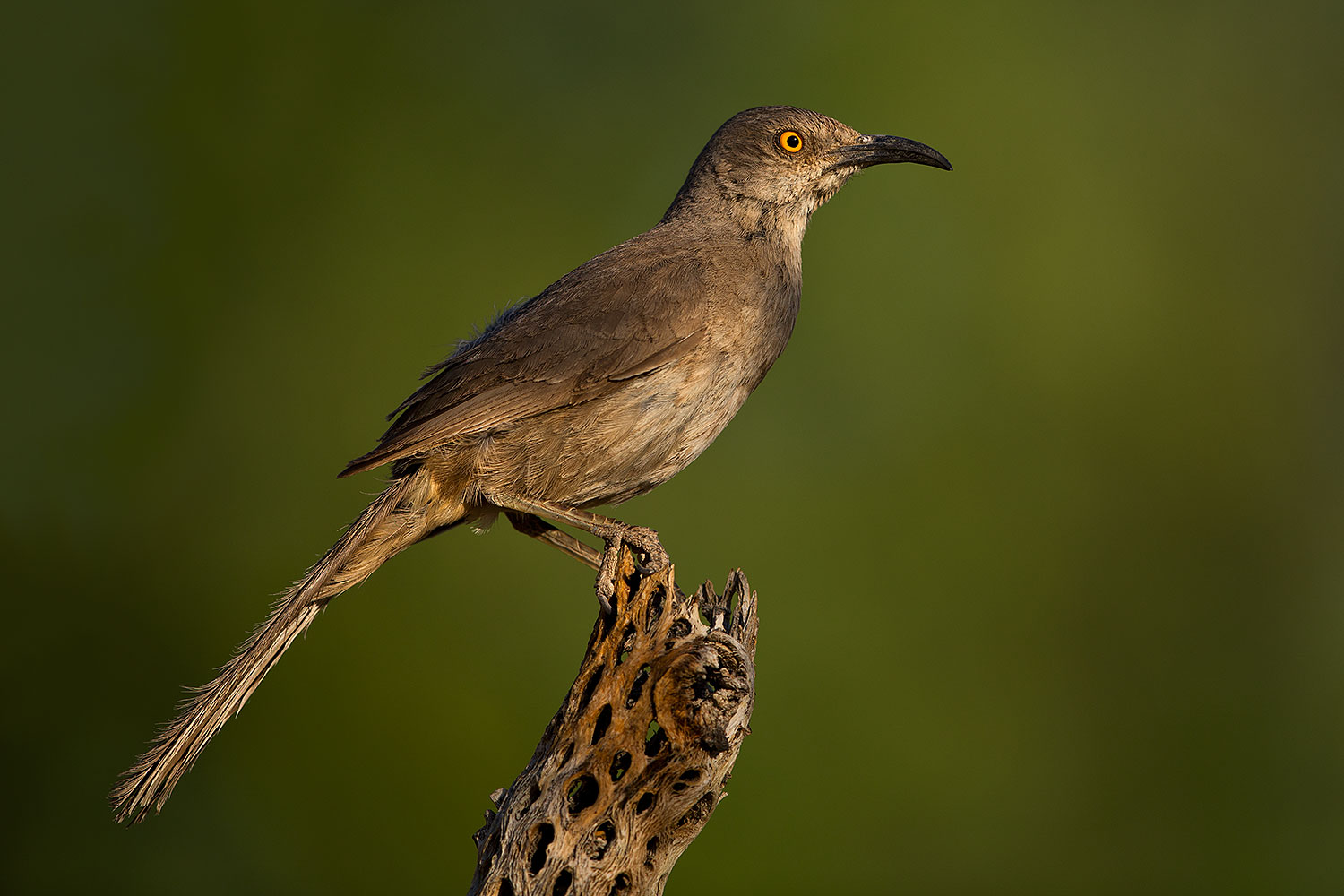 2018-06-04-gv-thrasher-viv1-5d4_8971