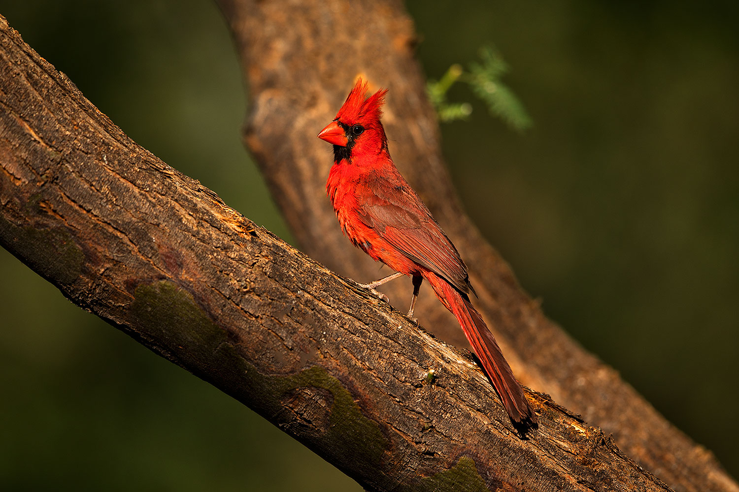 2018-06-07-gv-cardinal-5d4_10099