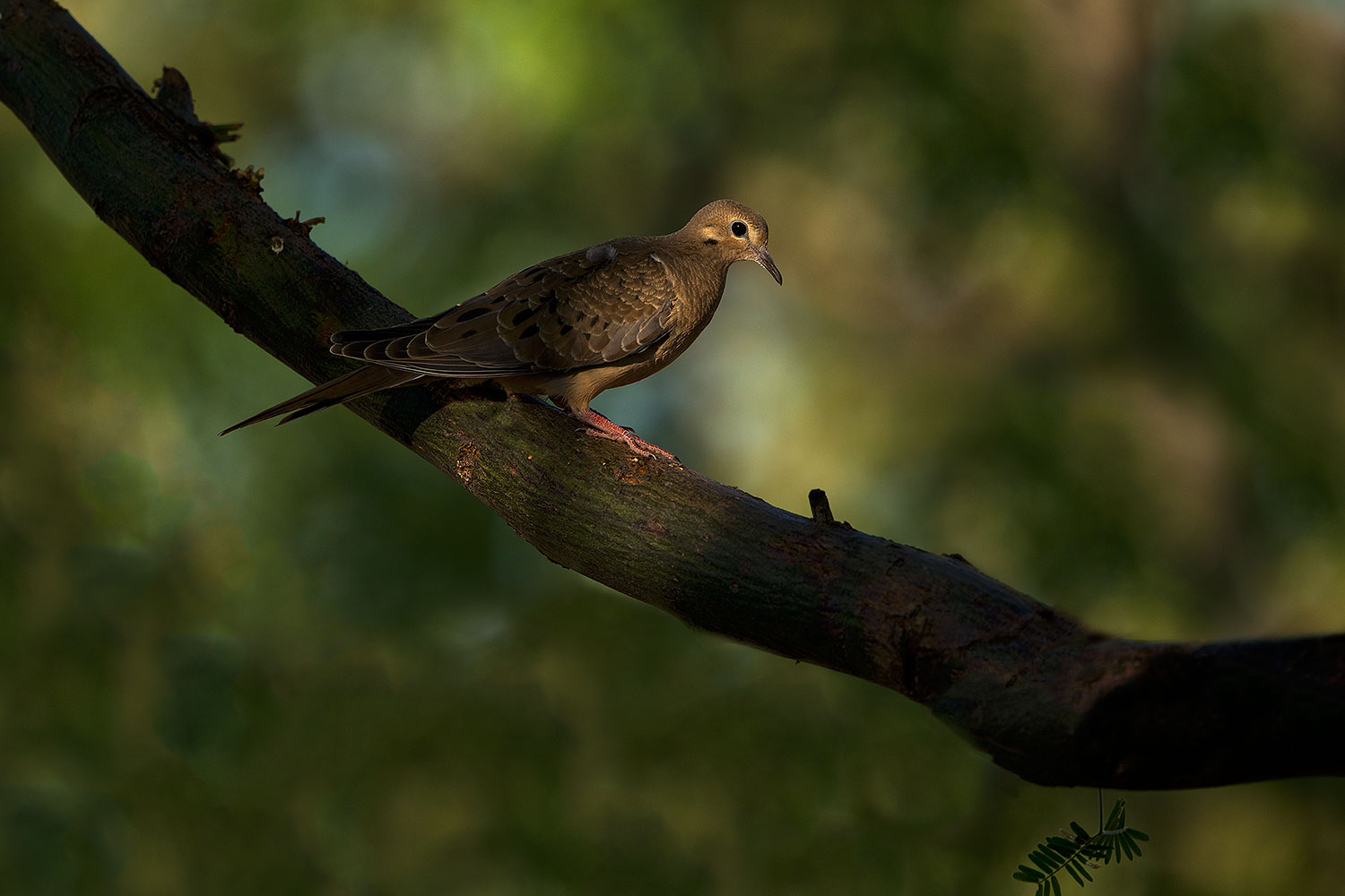 2018-06-10-gv-dove-viv1-5d4_11295