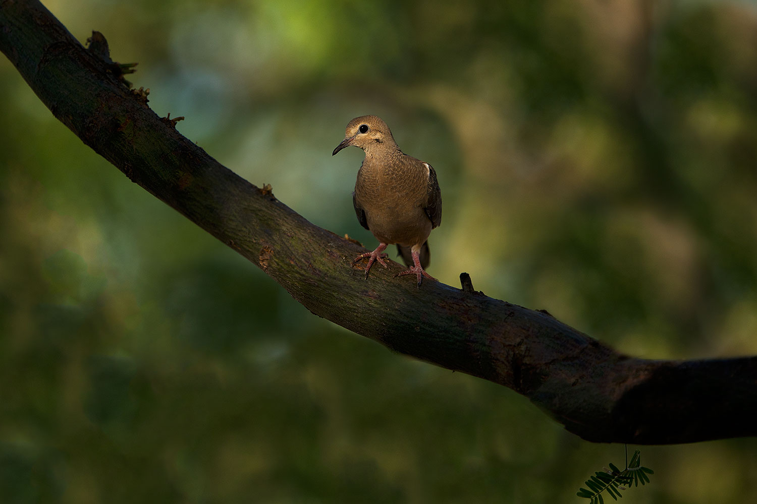 2018-06-10-gv-dove-viv1-95-5d4_11309