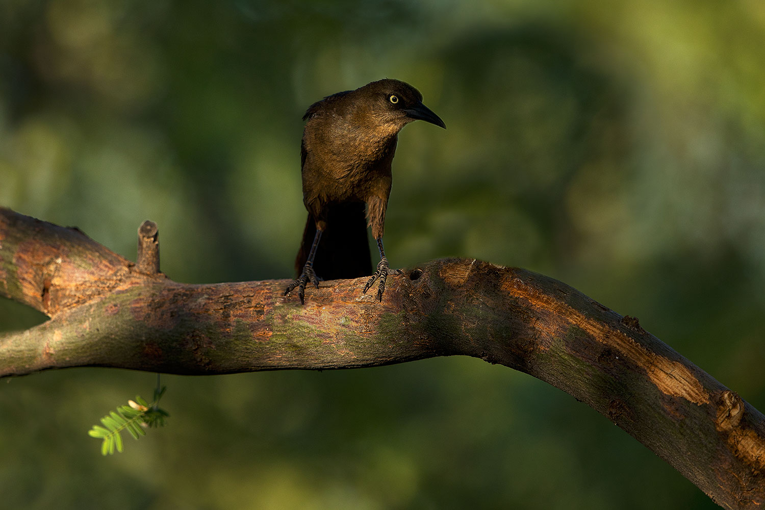 2018-06-10-gv-grackle-viv77-5d4_11318