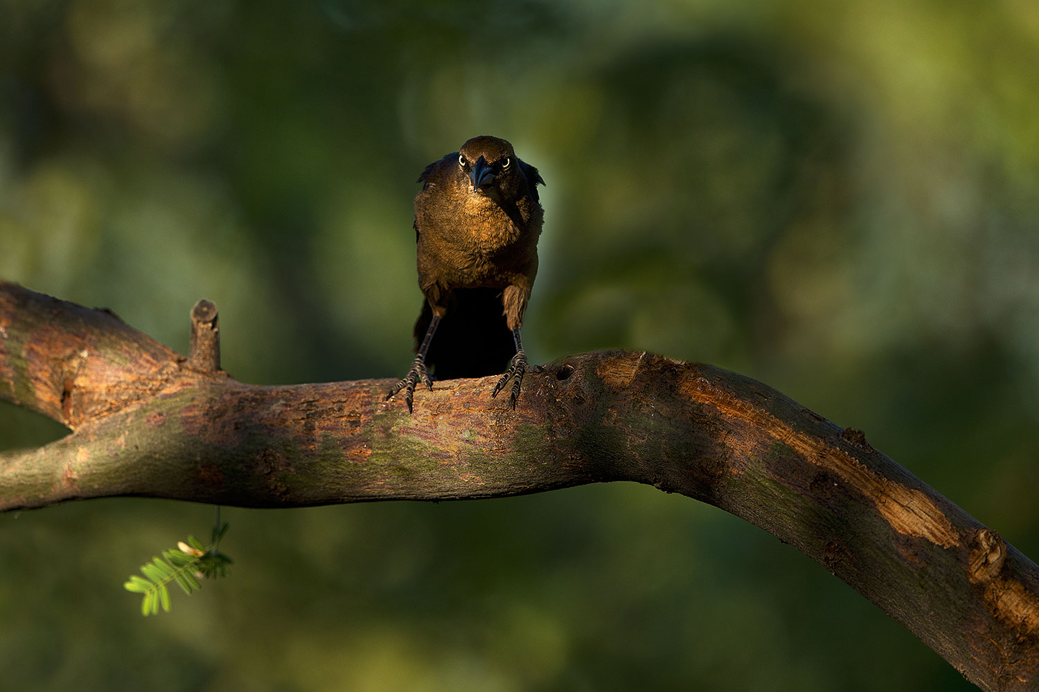 2018-06-10-gv-grackle-viv77-5d4_11319