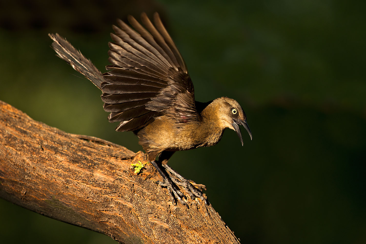 2018-06-10-gv-grackle-viv77-5d4_11322