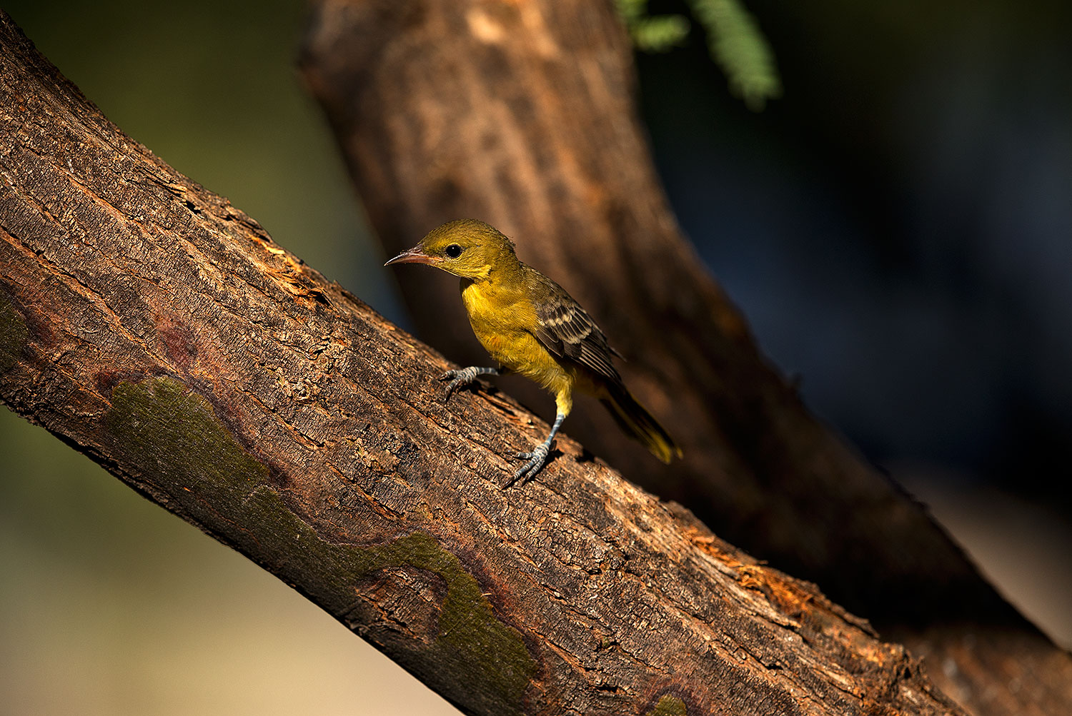 2018-06-10-gv-oriole-viv1-5d4_11208