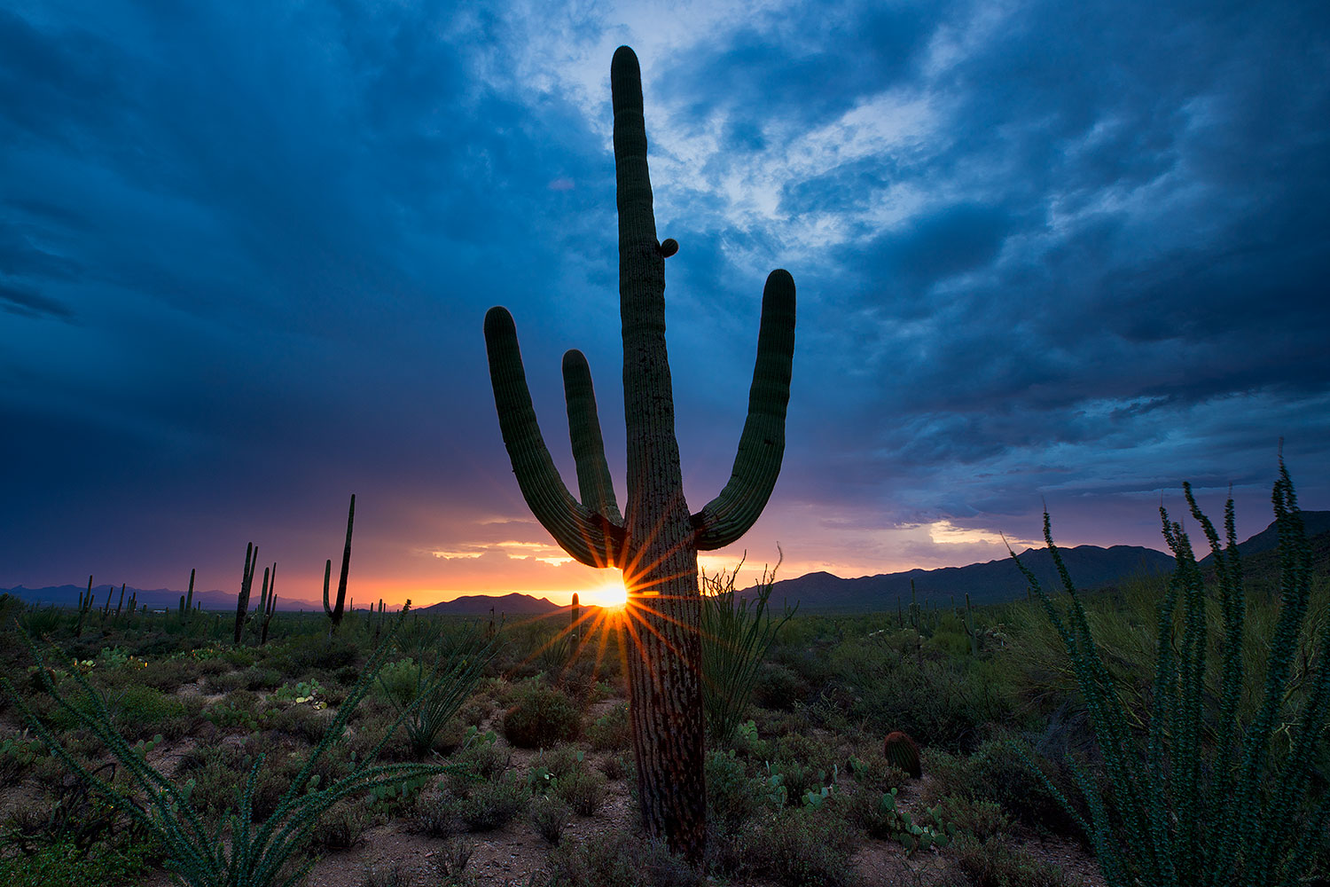 2018-07-16-tuc-saguaro-viv1-a7r3_2366