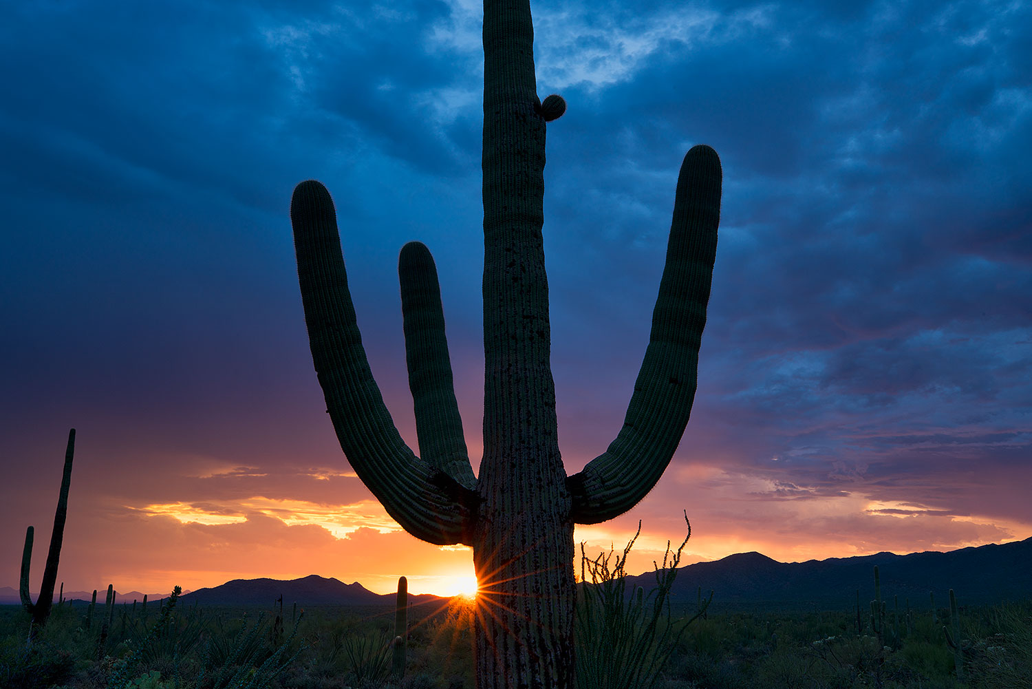 2018-07-16-tuc-saguaro-viv77-a7r3_2376