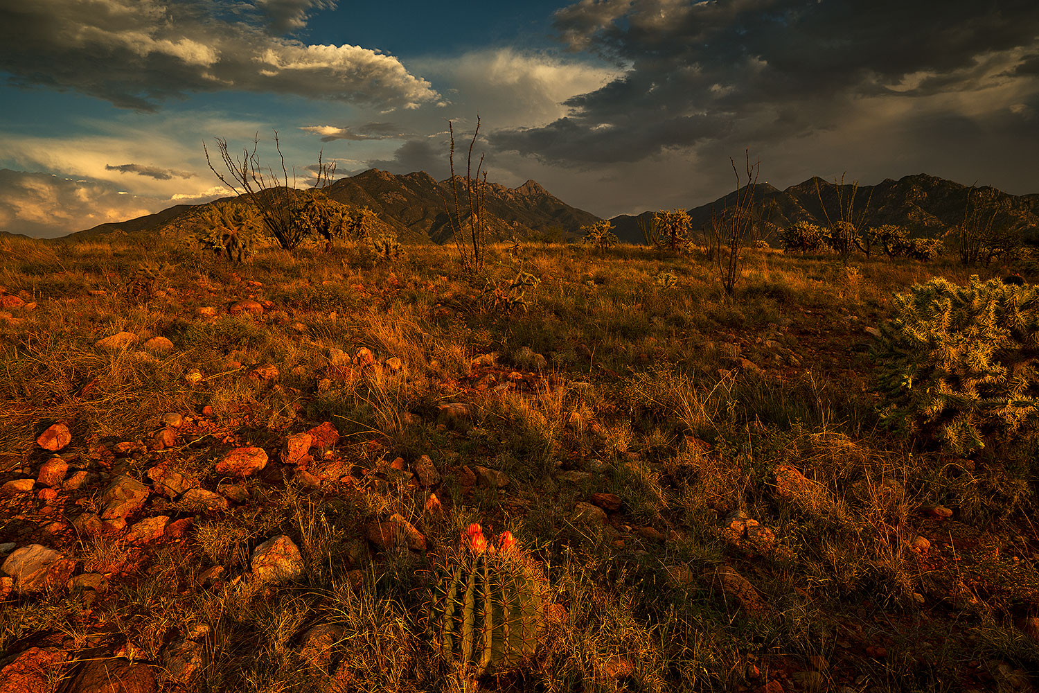 2018-08-06-ritas-barrel-viv1-11to3-a7r3_3310