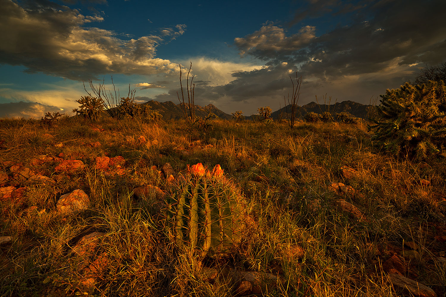 2018-08-06-ritas-barrel-viv1-15to8-a7r3_3314