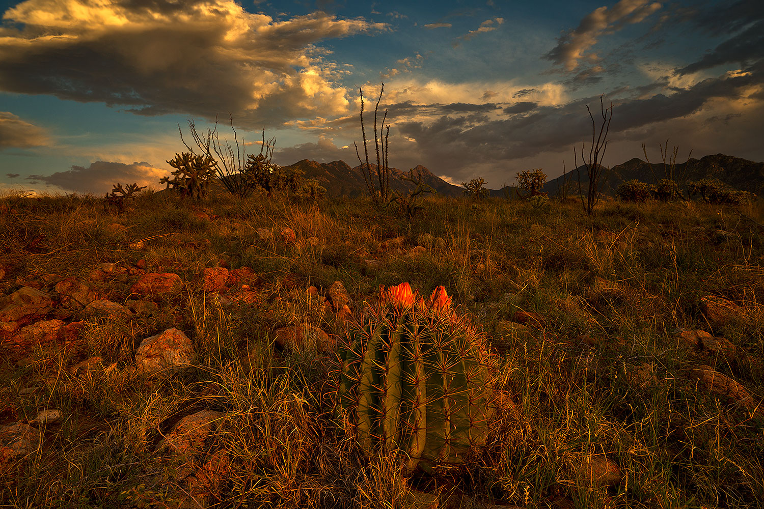 2018-08-06-ritas-barrel-viv1-38to0-a7r3_3337