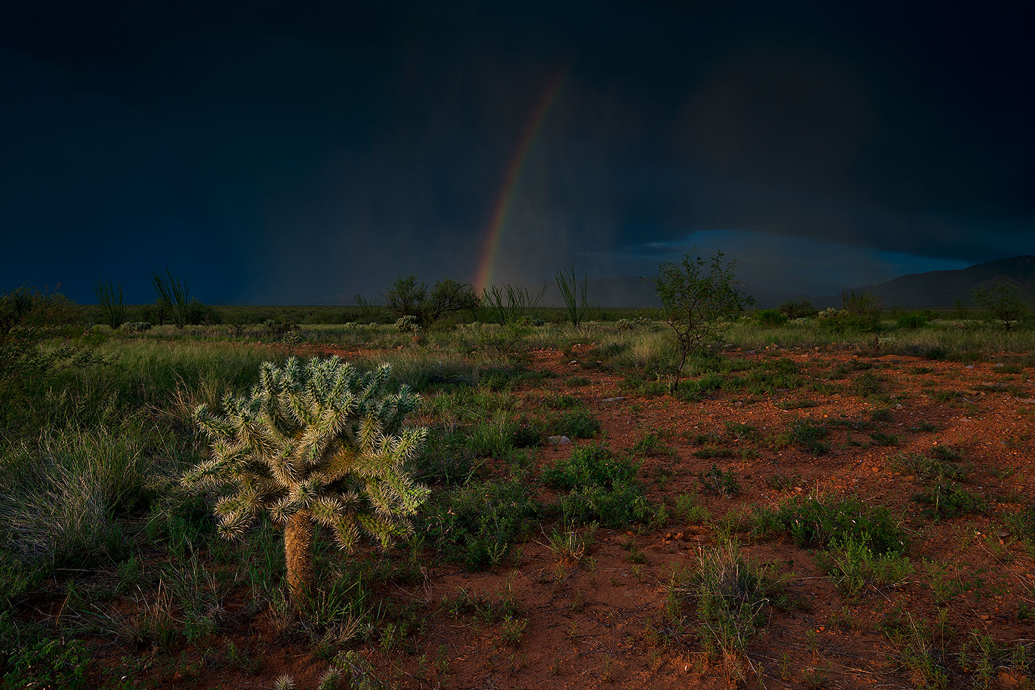2018-08-12-cholla-rainbow-viv1-1-a7r3_3680