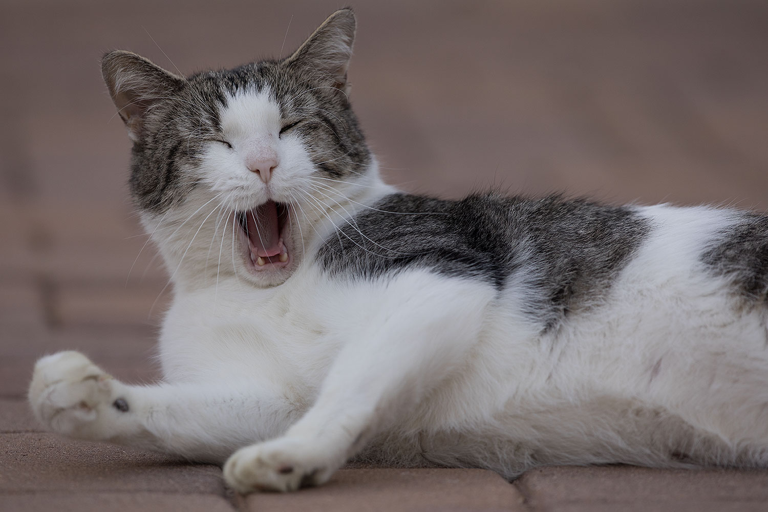 2019-01-20-gv-skooter-5d4_0279