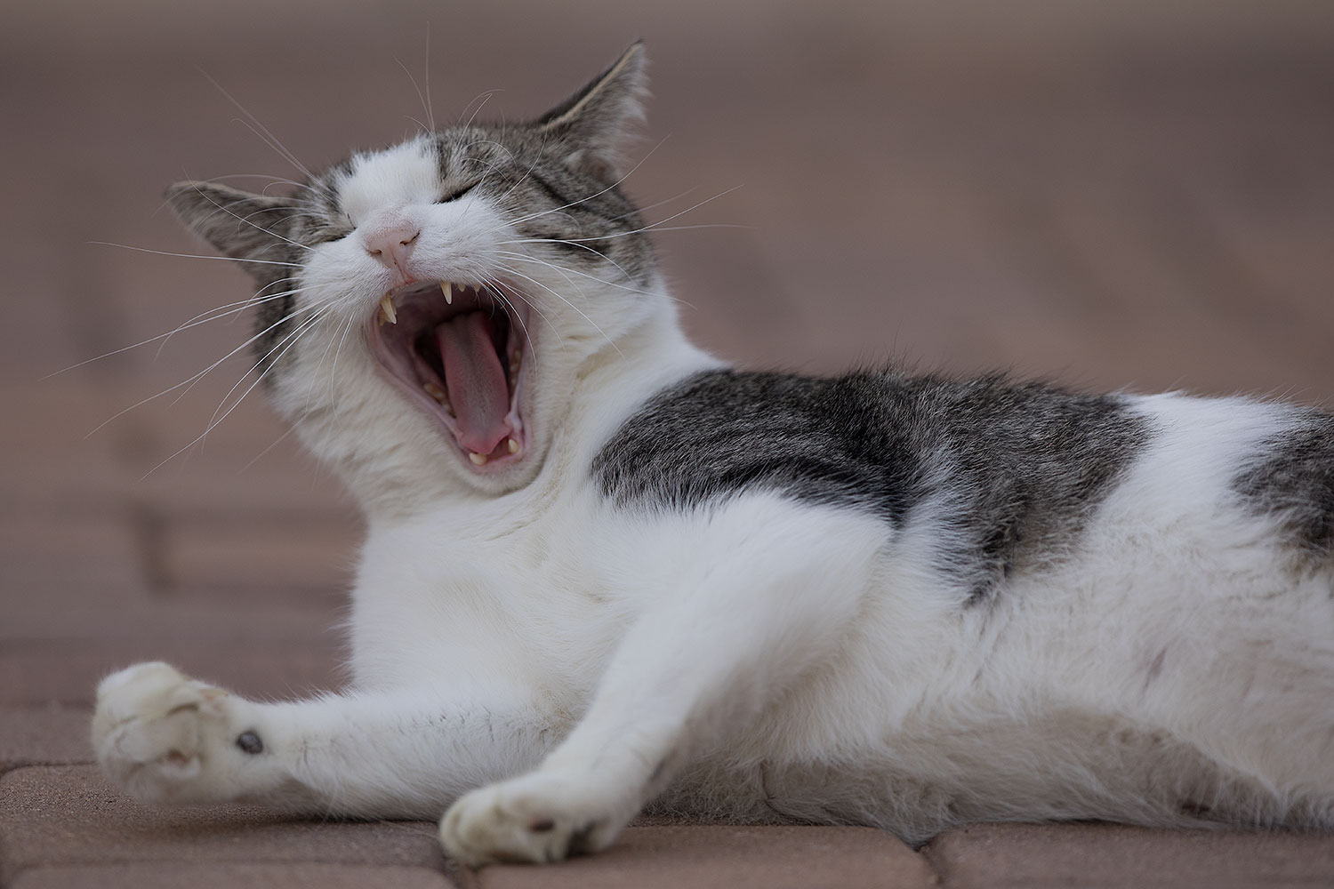 2019-01-20-gv-skooter-5d4_0284