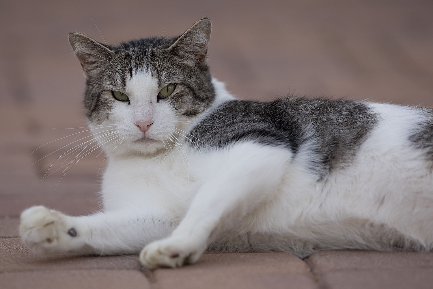 2019-01-20-gv-skooter-5d4_0290