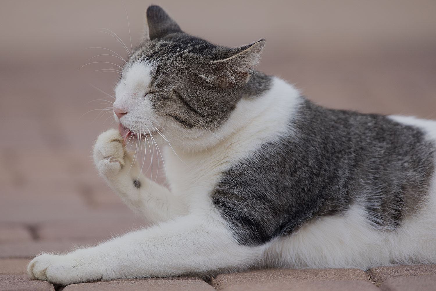 2019-01-20-gv-skooter-5d4_0310