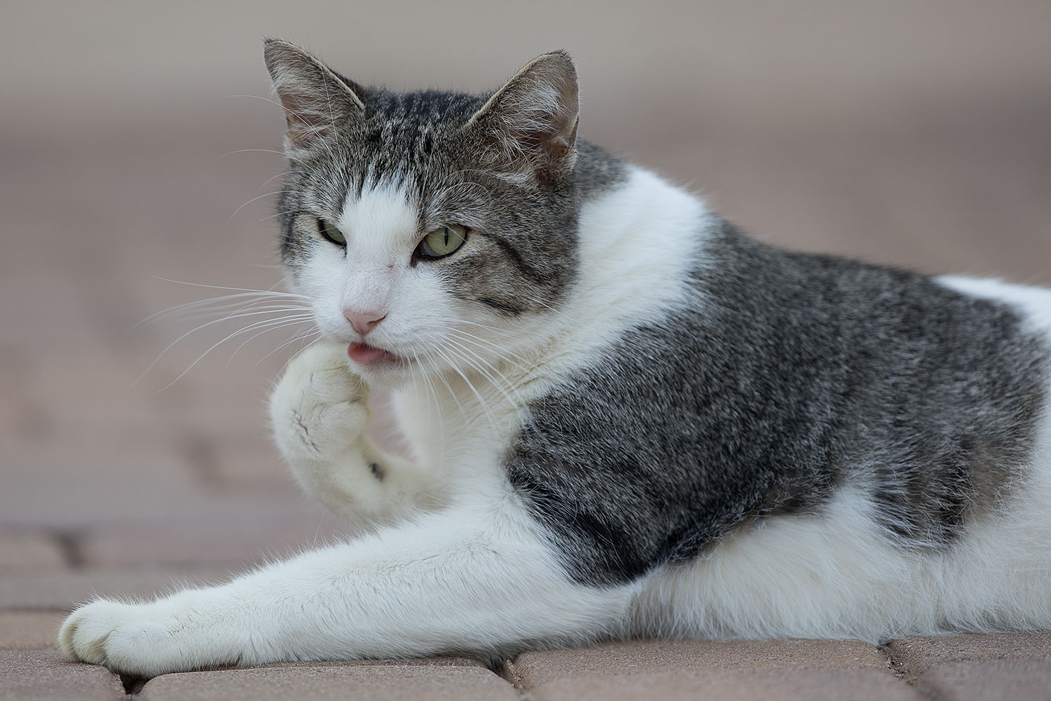 2019-01-20-gv-skooter-5d4_0321