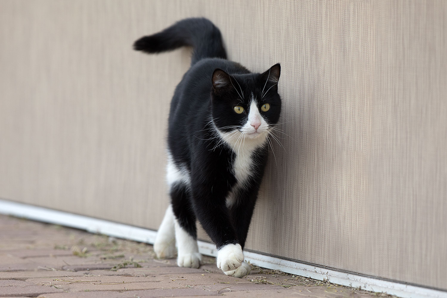 2019-01-20-gv-tuxedo-5d4_0348