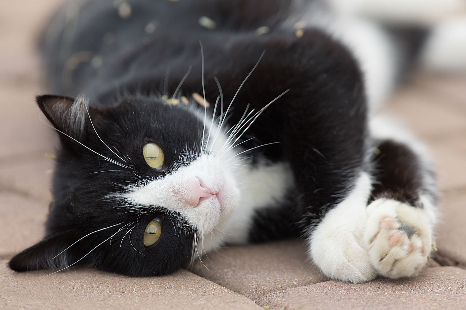 2019-01-20-gv-tuxedo-5d4_0589