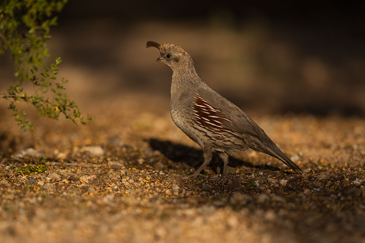 2019-05-08-gv-quail-mi1-5d4_1322