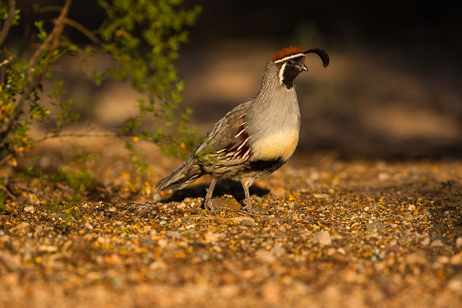 2019-05-10-gv-quail-viv1-5d4_1736